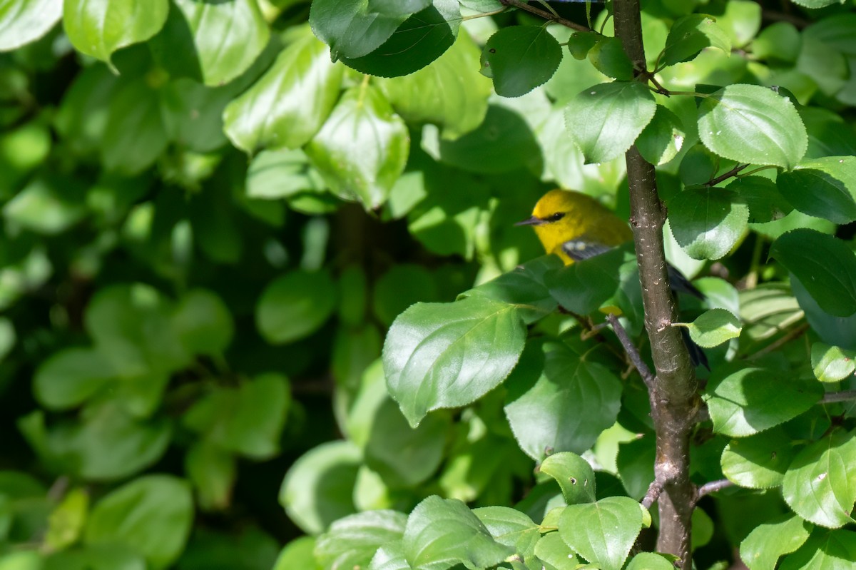 Blue-winged Warbler - ML644053645