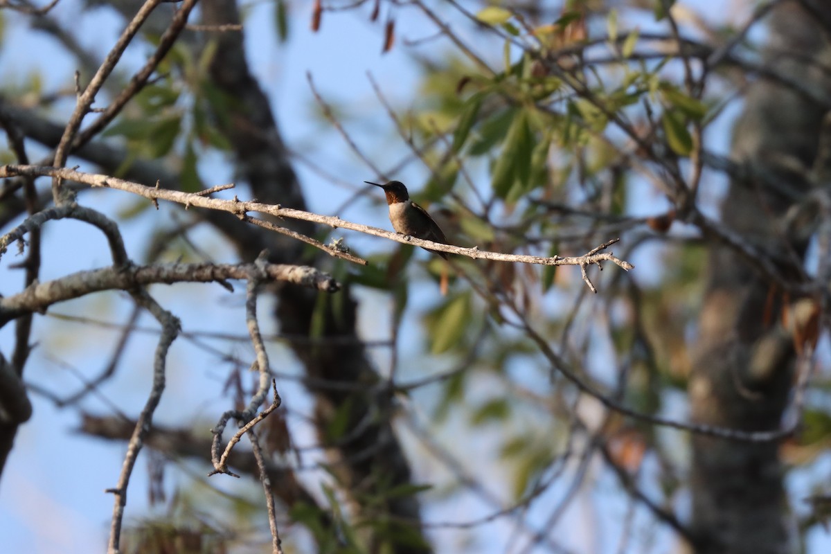 Ruby-throated Hummingbird - ML644053648