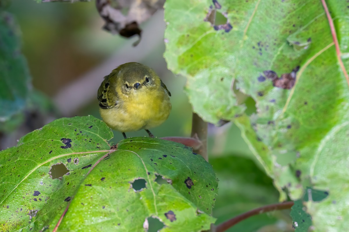 Tennessee Warbler - ML644053658