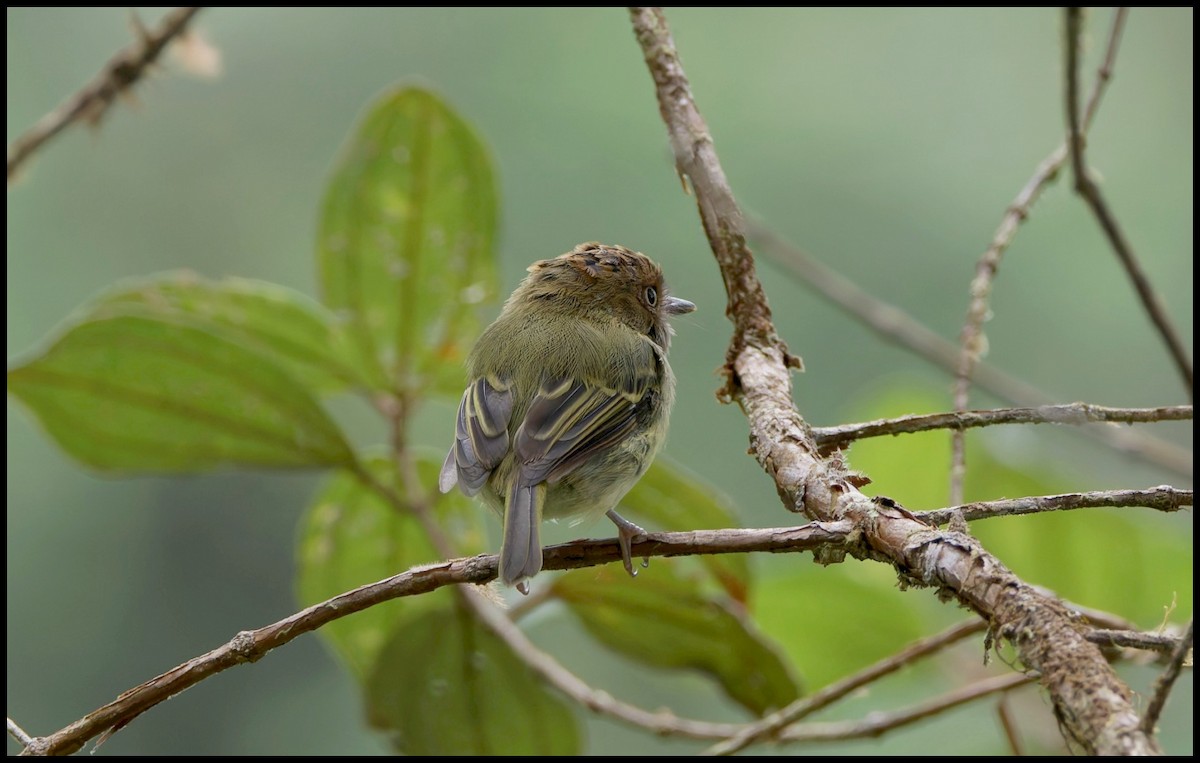 Scale-crested Pygmy-Tyrant - ML644053672