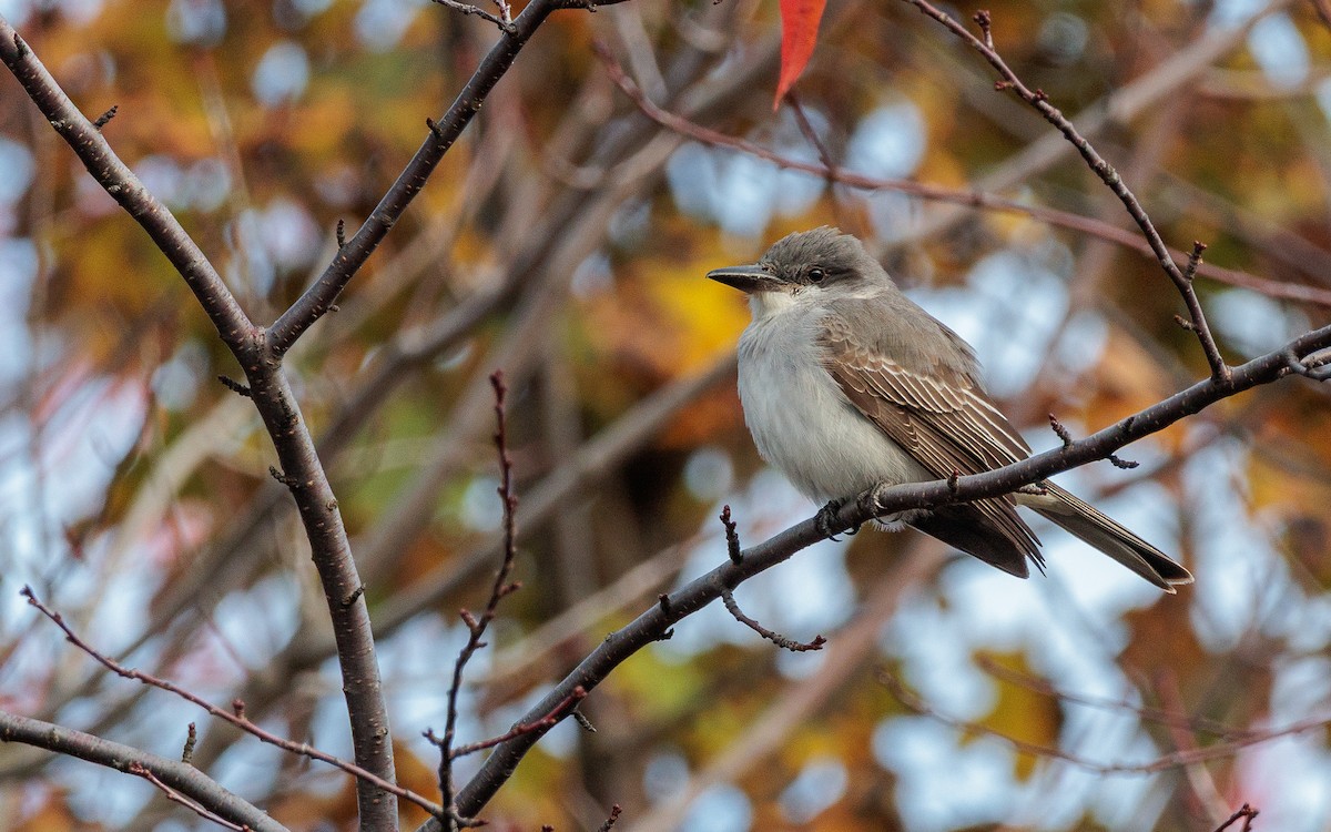 Gray Kingbird - ML644053673
