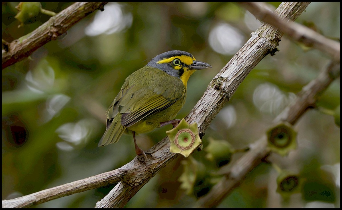 Slaty-capped Shrike-Vireo - ML644053694