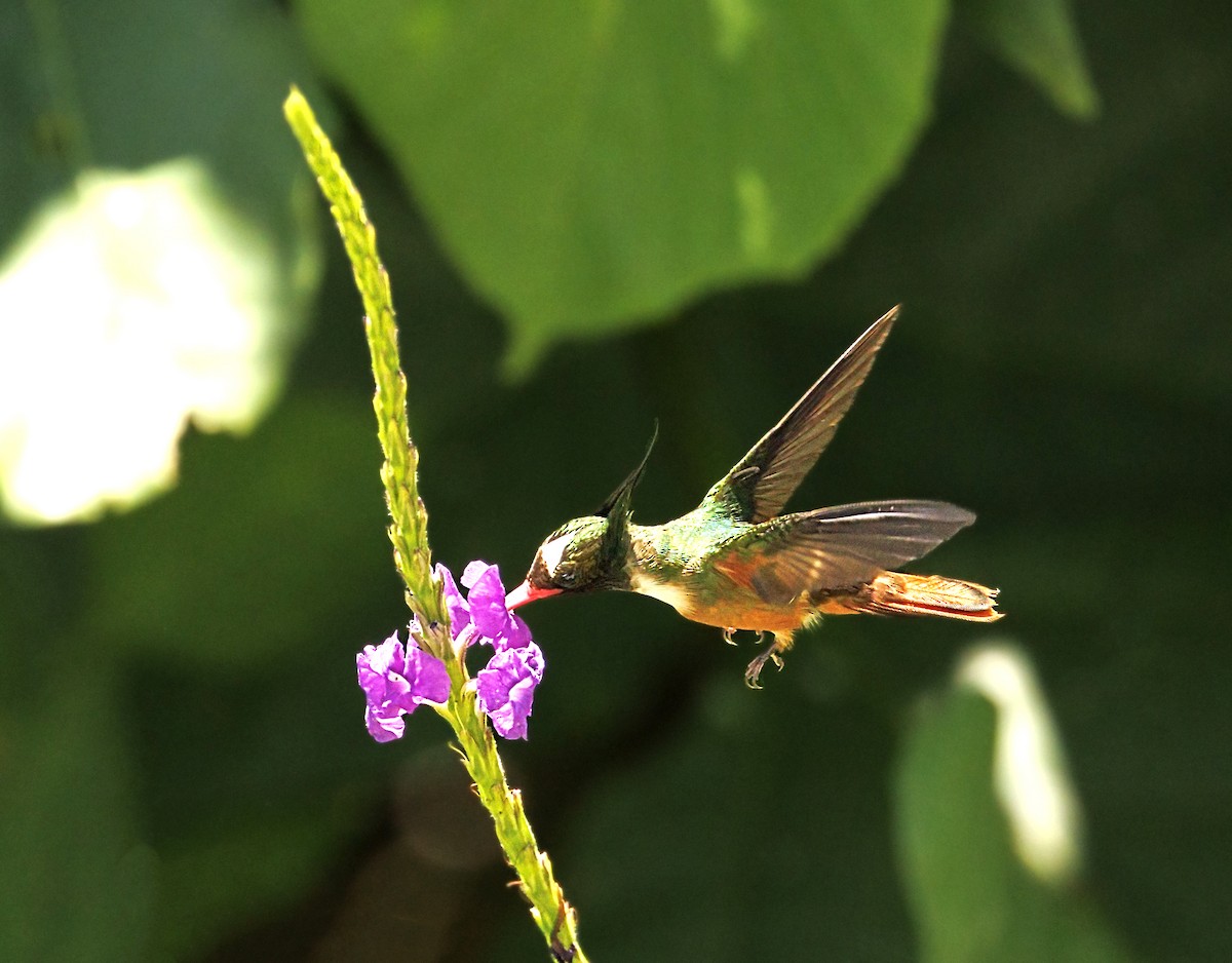 White-crested Coquette - ML644053699