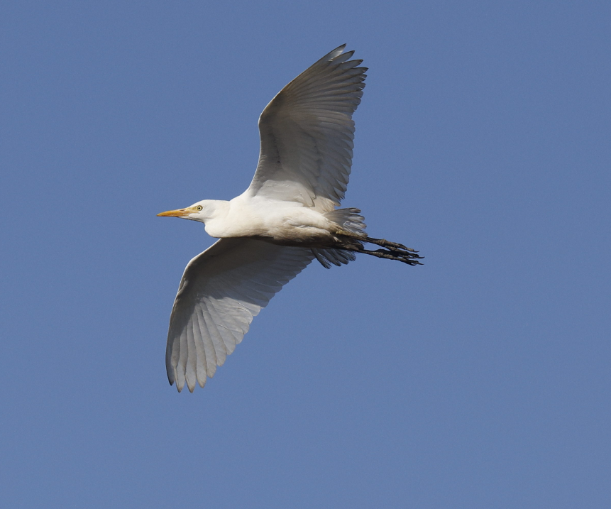 ニシアマサギ - ML644053719