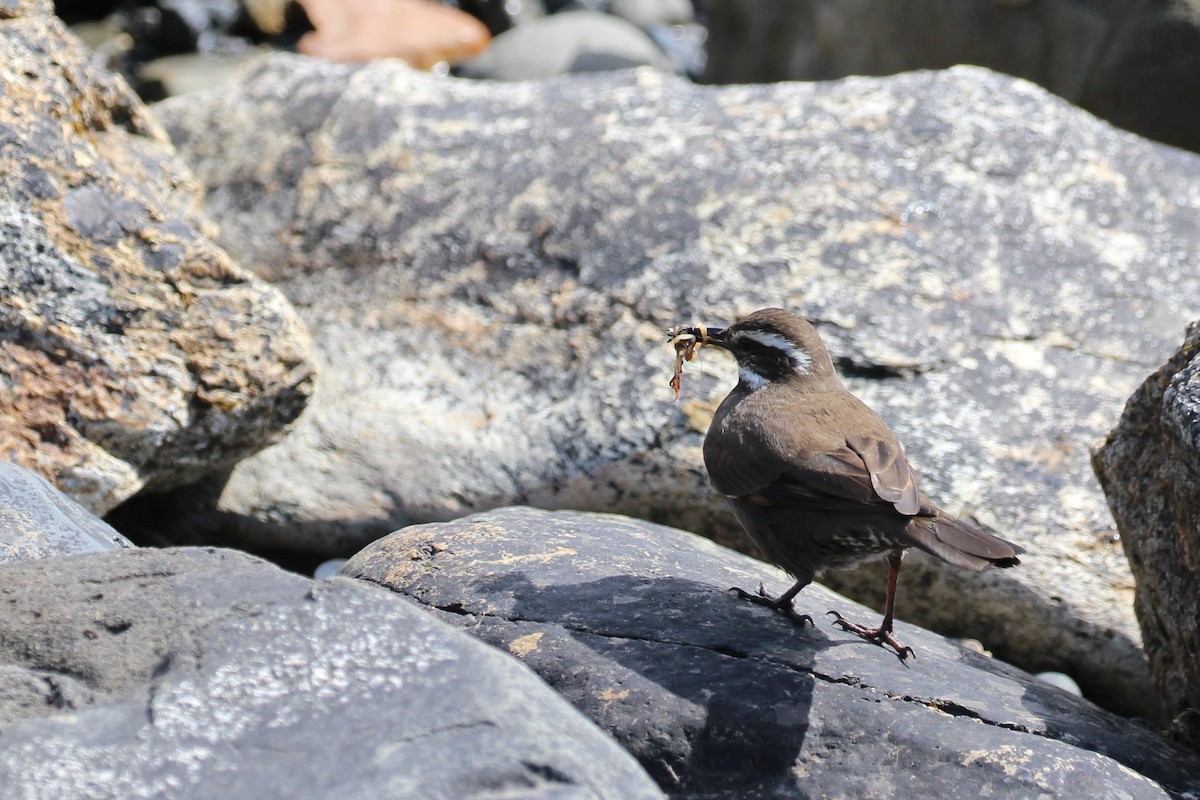 Cinclode à ventre sombre - ML644053740