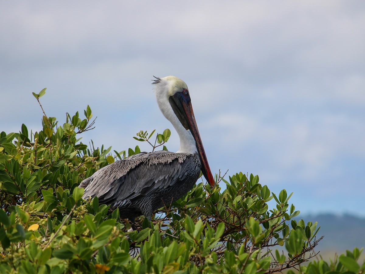 Brown Pelican - ML644053744