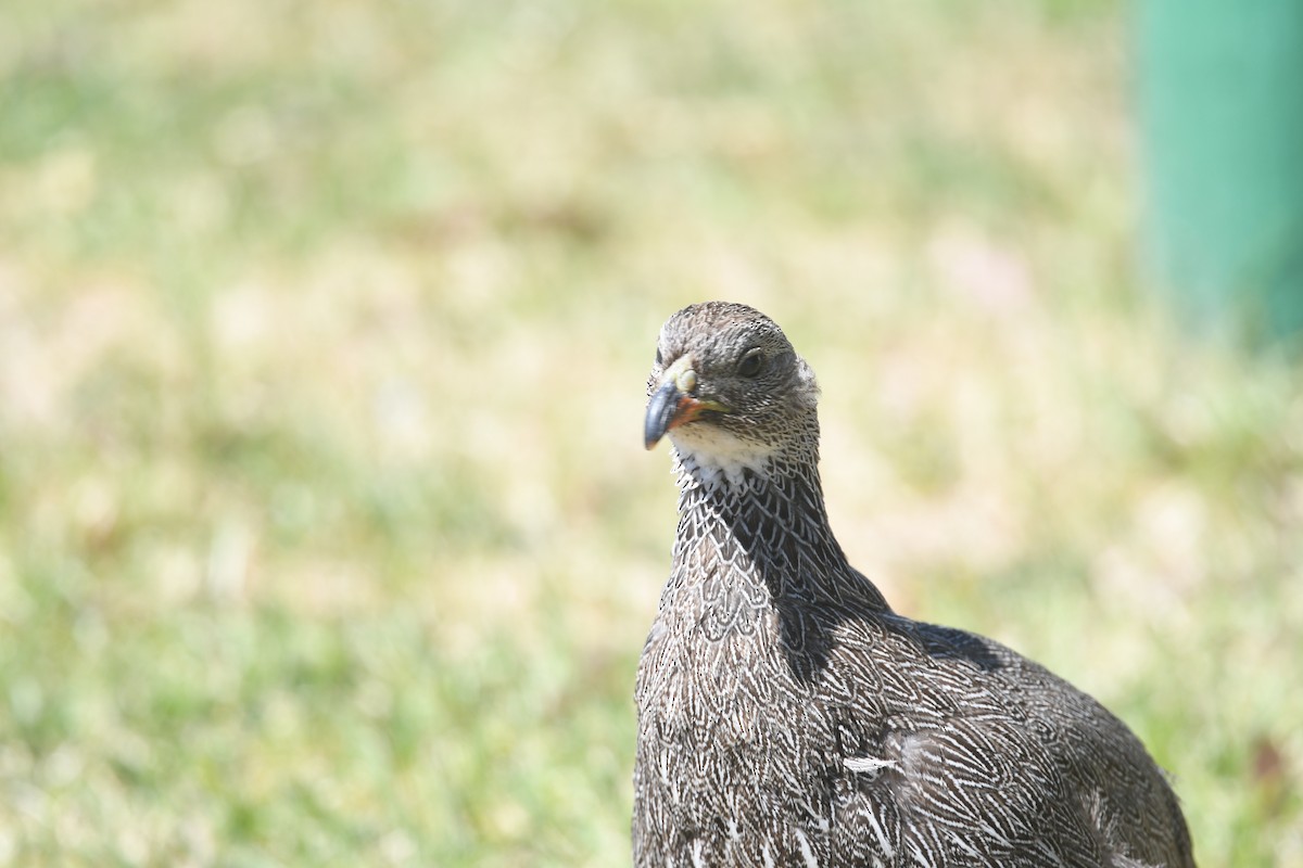 Cape Spurfowl - ML644053745
