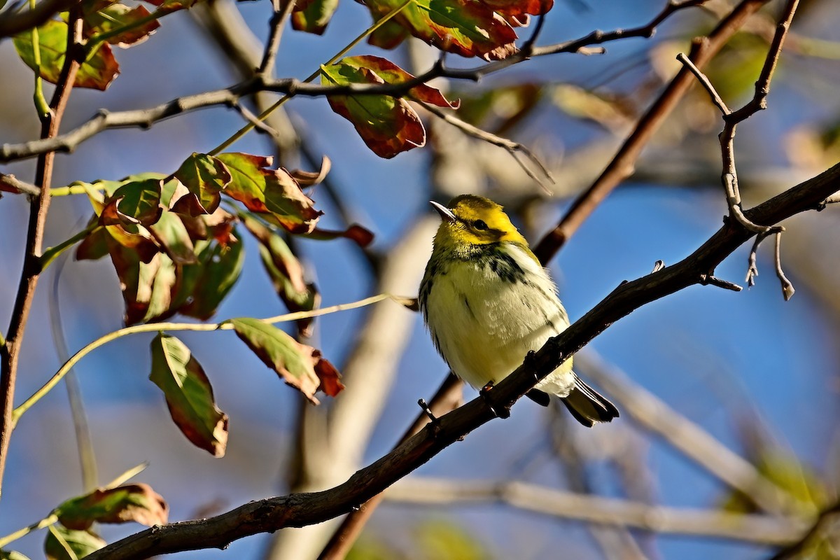 Black-throated Green Warbler - ML644053761