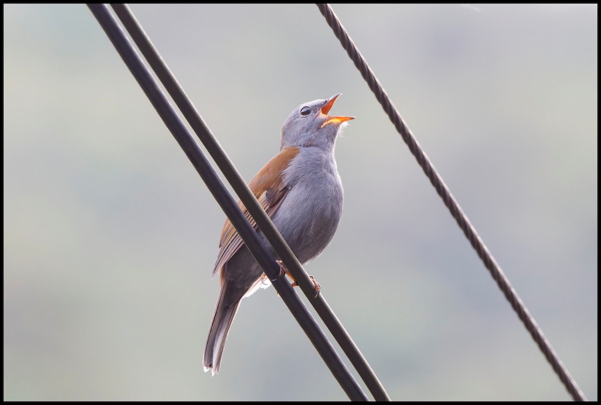 Andean Solitaire - ML644053769