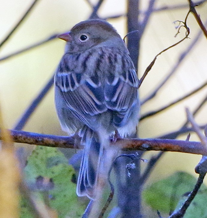 Field Sparrow - ML644053772
