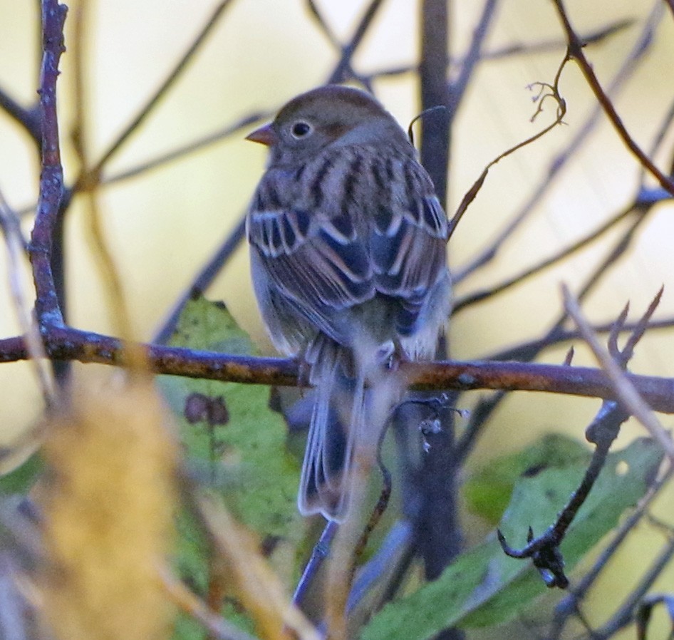 Field Sparrow - ML644053773