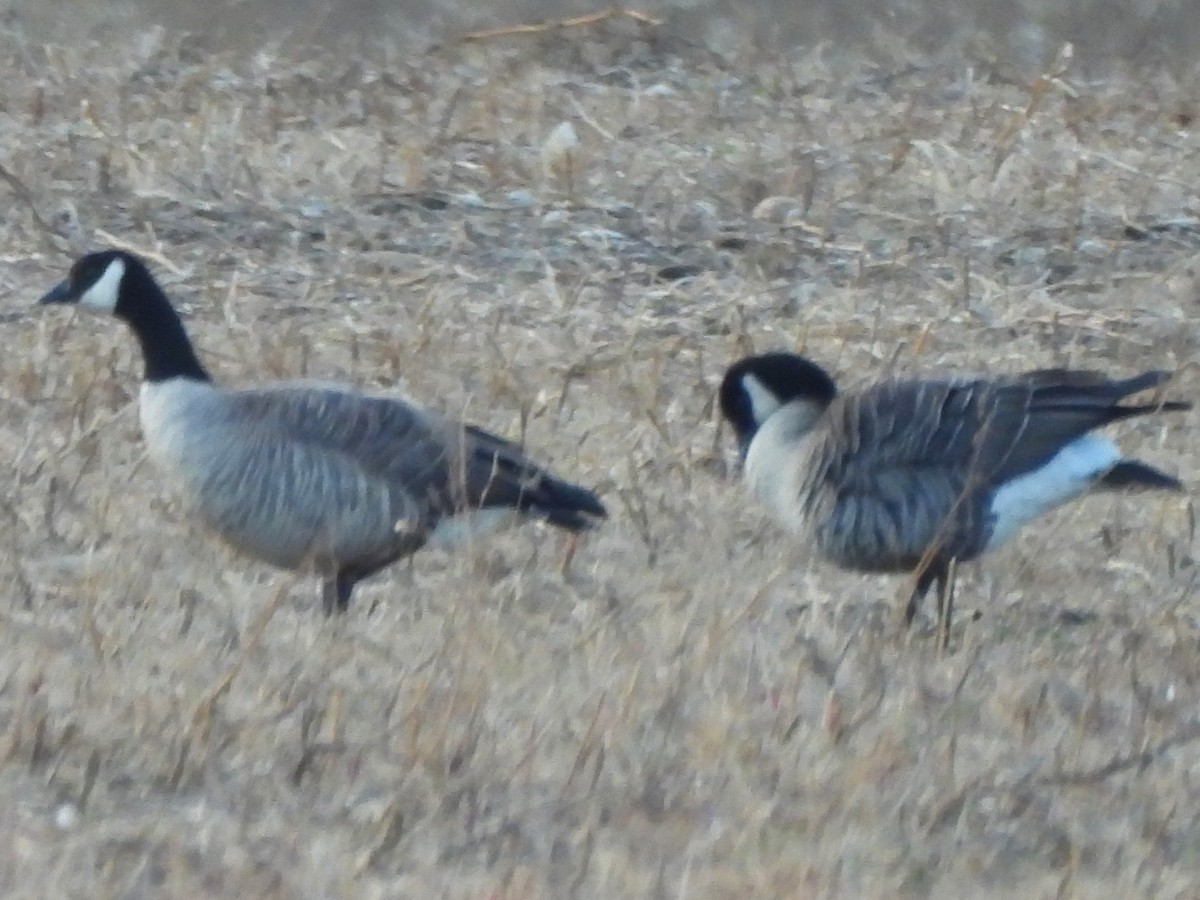 Cackling Goose - ML644053803