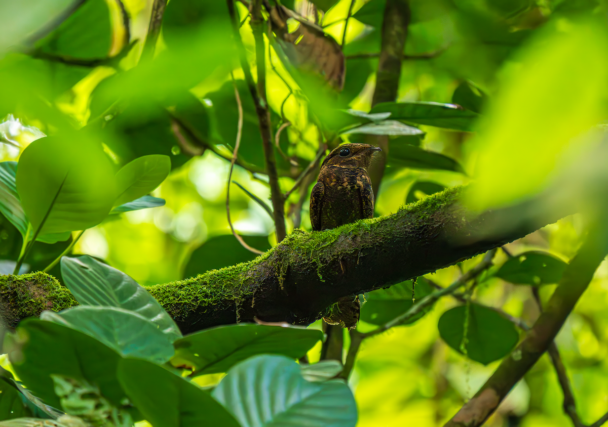 karolinanattravn - ML644053809