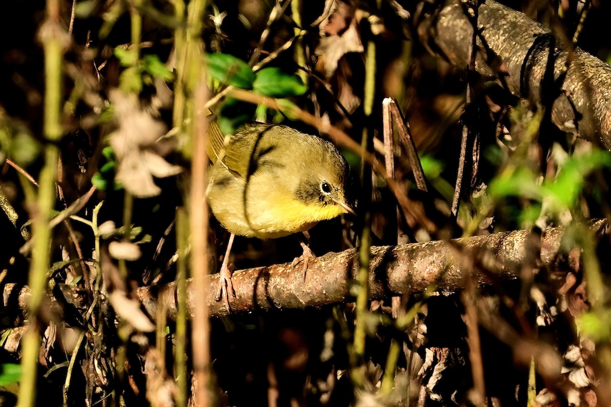 Common Yellowthroat - ML644053817