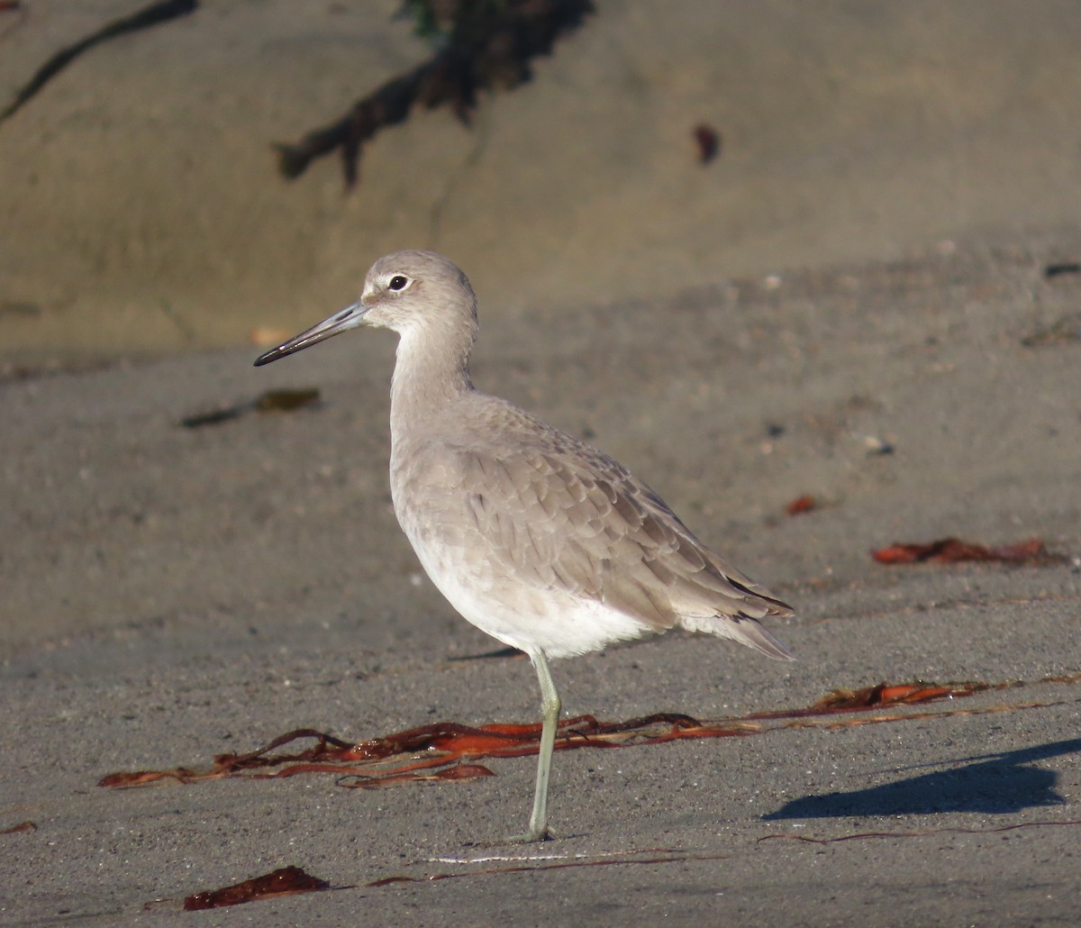 Willet - ML644053818