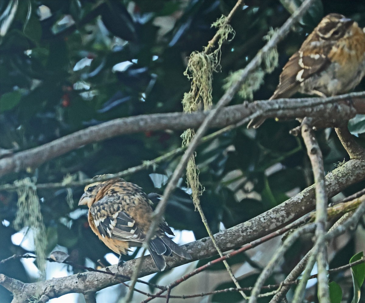Black-headed Grosbeak - ML644053827