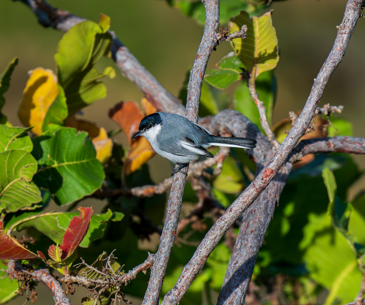 mayamyggsmett - ML644053835