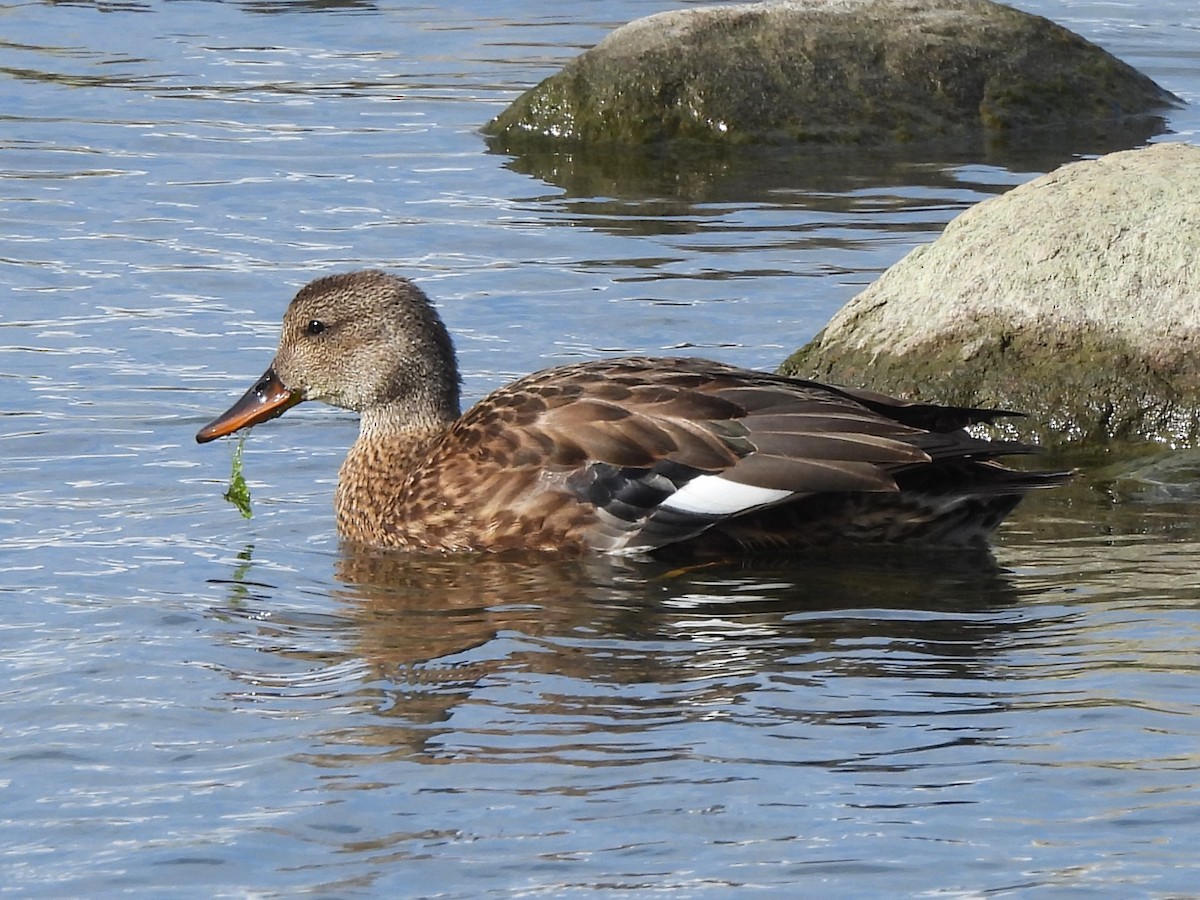 Gadwall - ML644053836