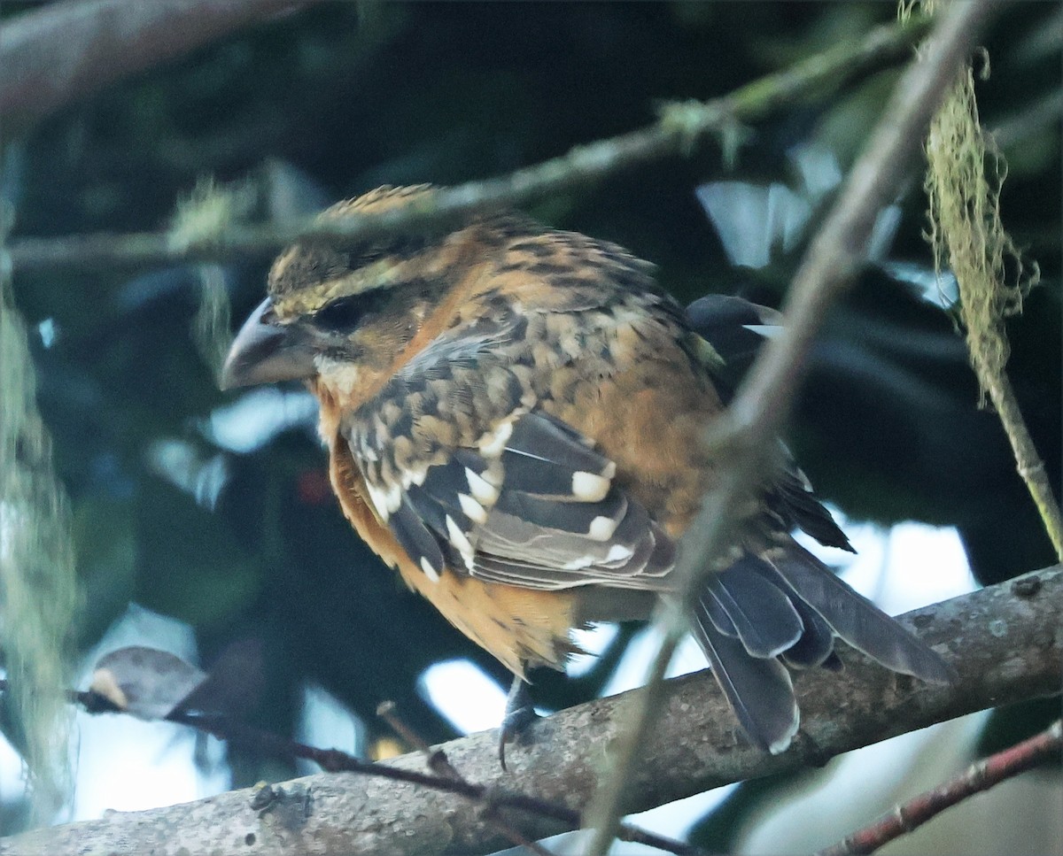 Black-headed Grosbeak - ML644053841