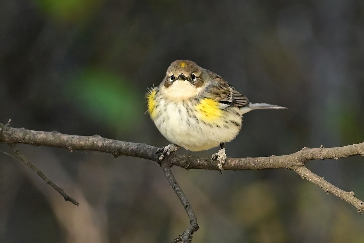 Yellow-rumped Warbler - ML644053845