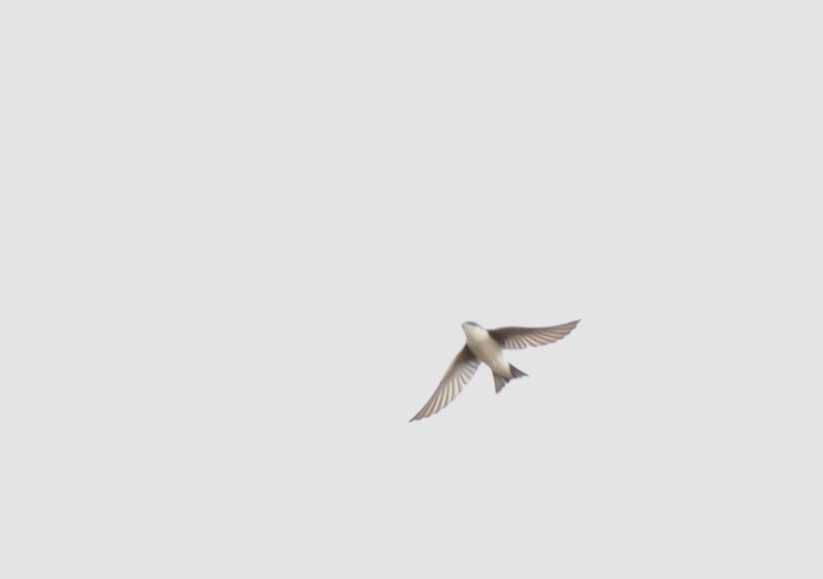 Tree Swallow - ML644053846