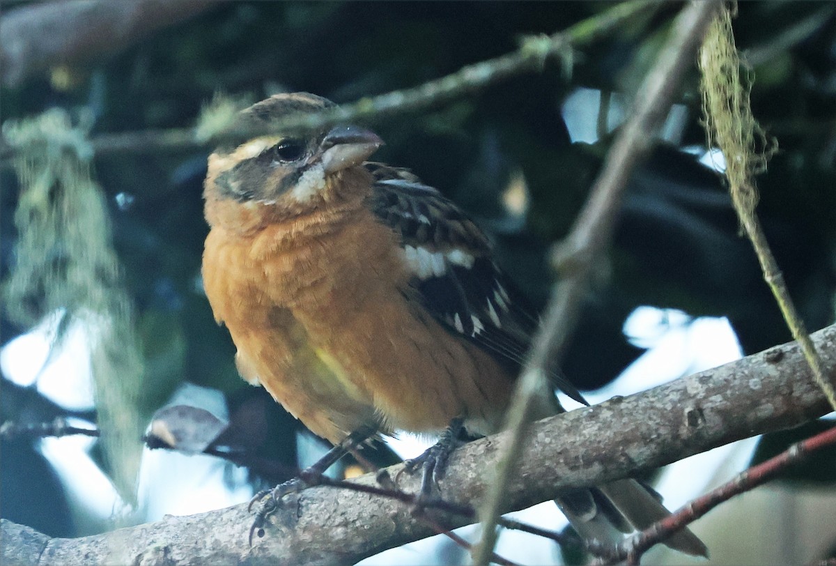 Black-headed Grosbeak - ML644053849