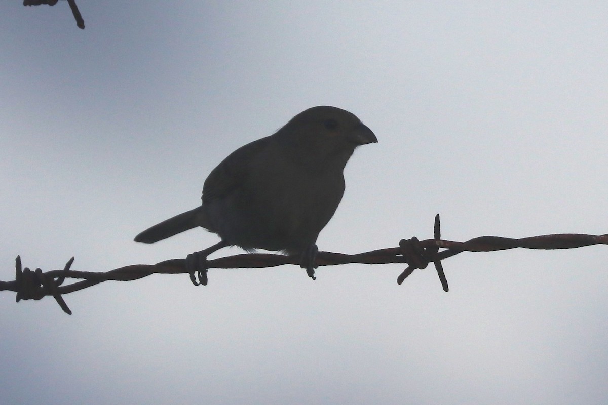 Barbados Bullfinch - ML644053870