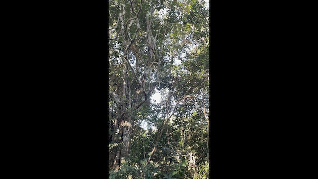 Northern Potoo (Caribbean) - ML644053876