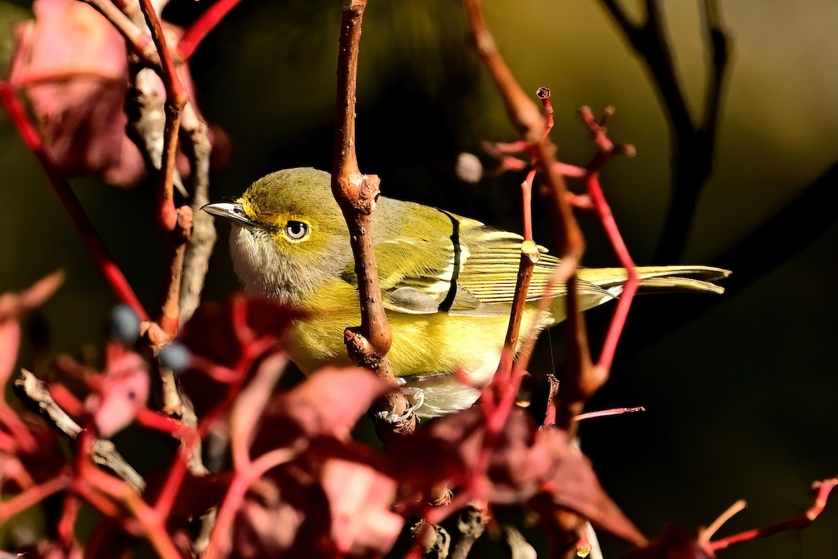 White-eyed Vireo - ML644053879