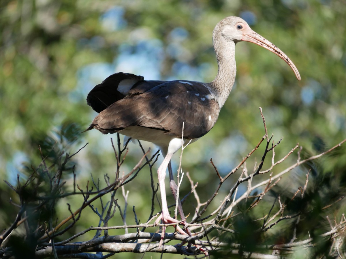 Ibis Blanco - ML644053884