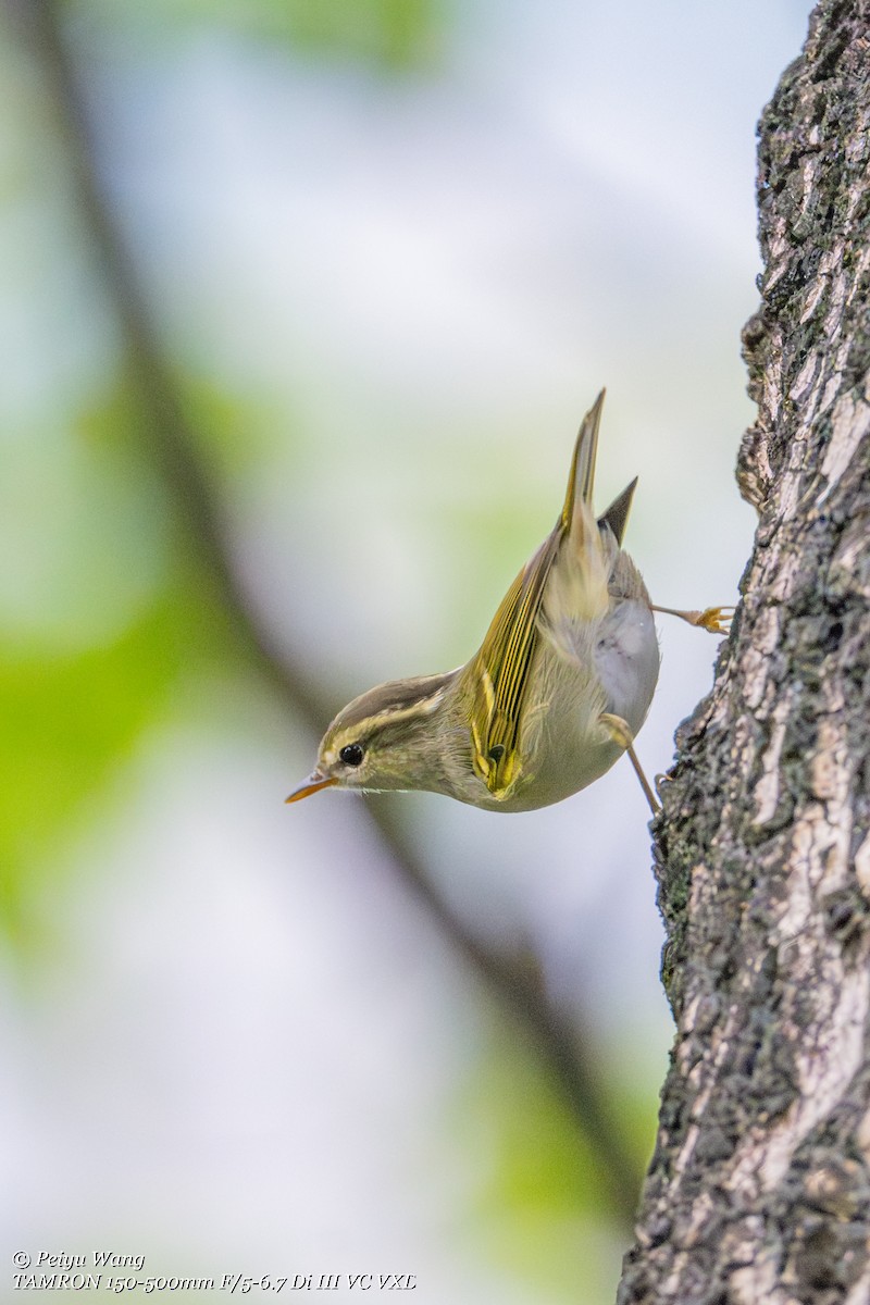 Claudia's Leaf Warbler - ML644053888
