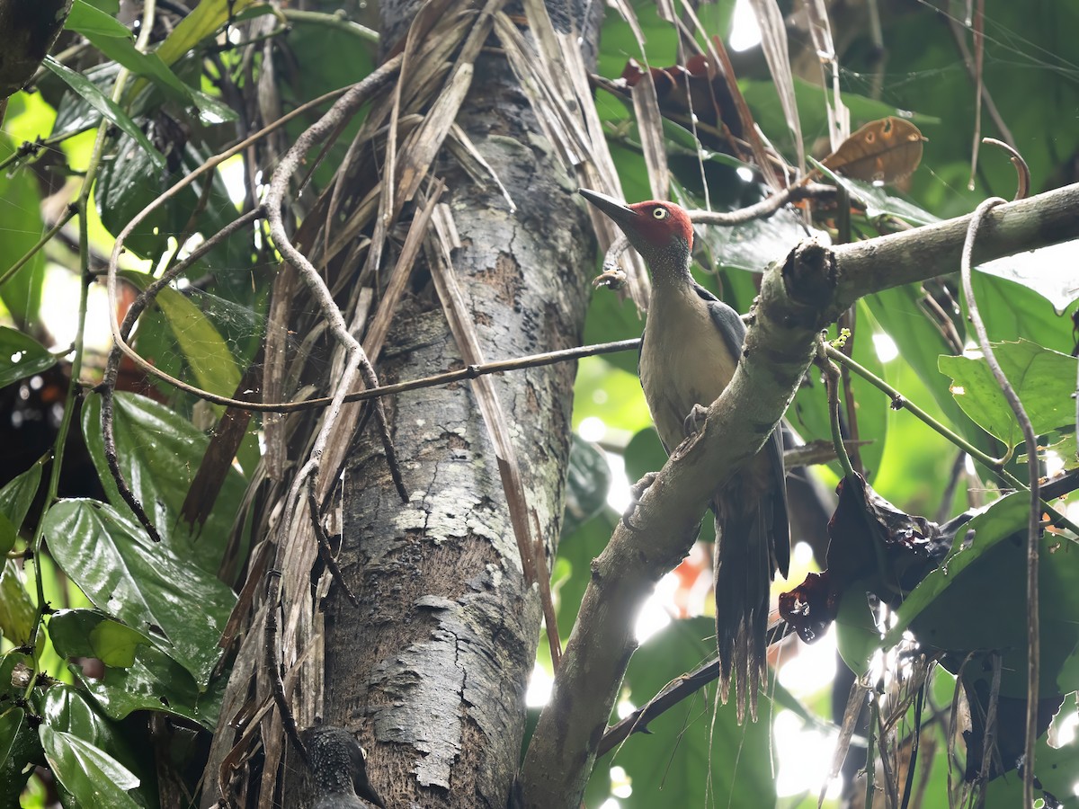 Ashy Woodpecker - ML644053896