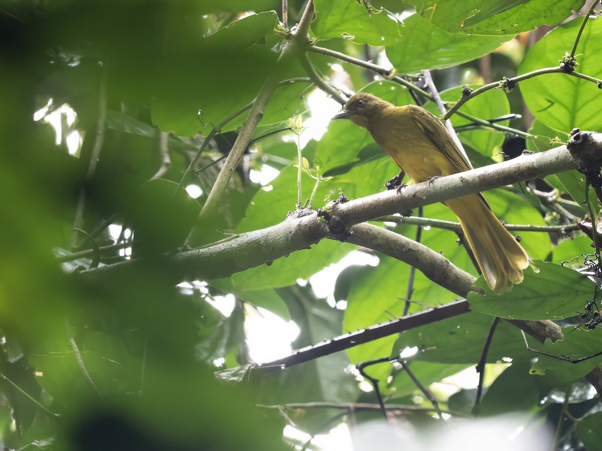 Togian Golden-Bulbul - ML644053902