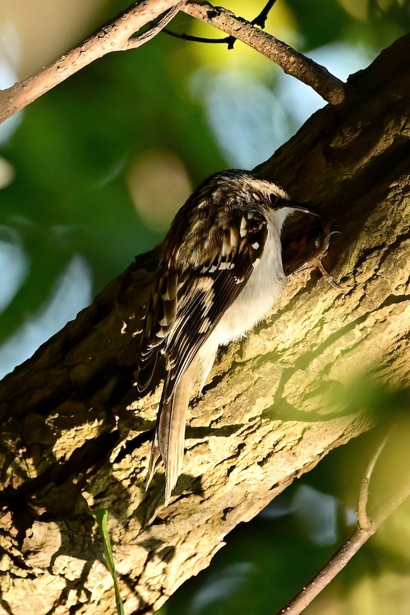 Brown Creeper - ML644053904