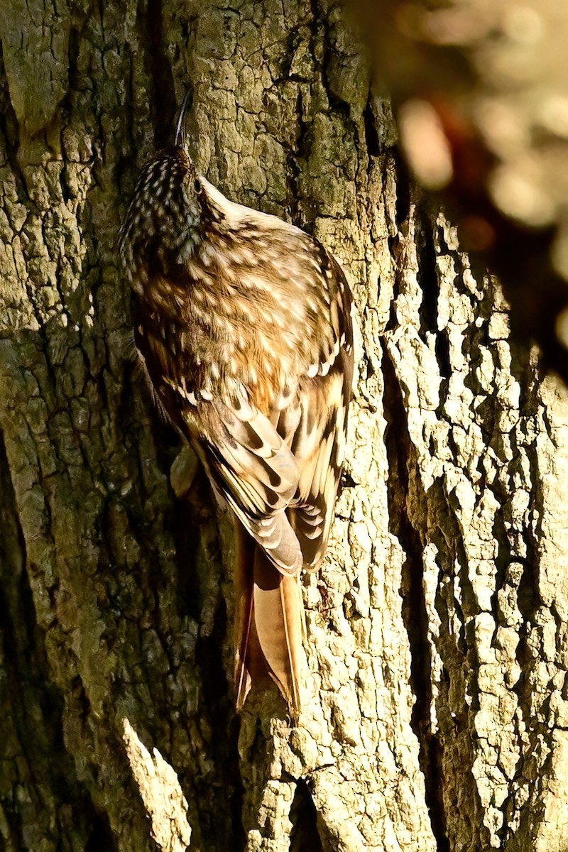 Brown Creeper - ML644053905