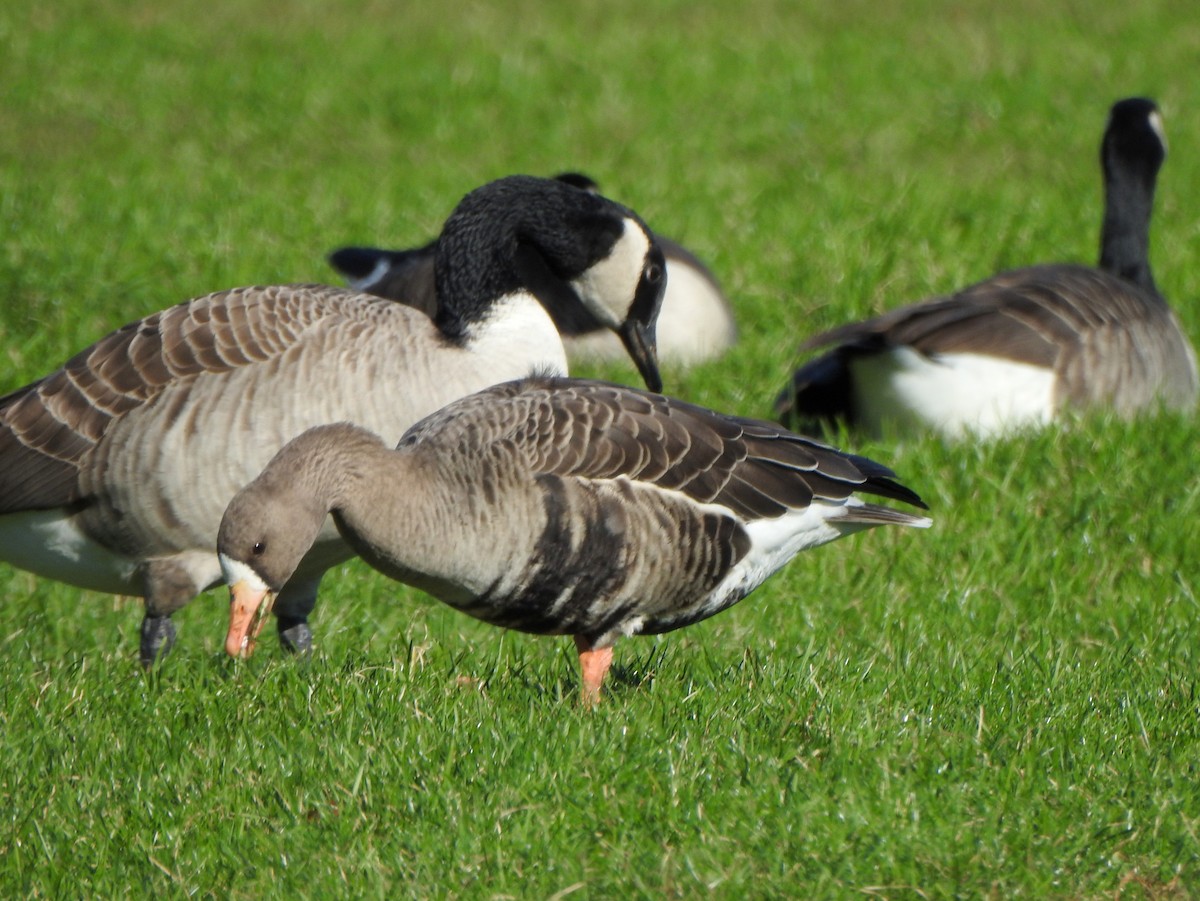 Greater White-fronted Goose - ML644053934