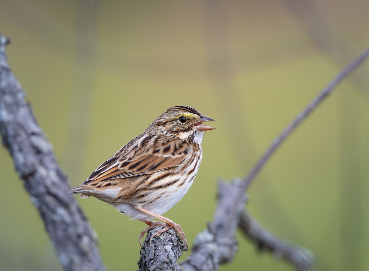 strnadec luční - ML644053937