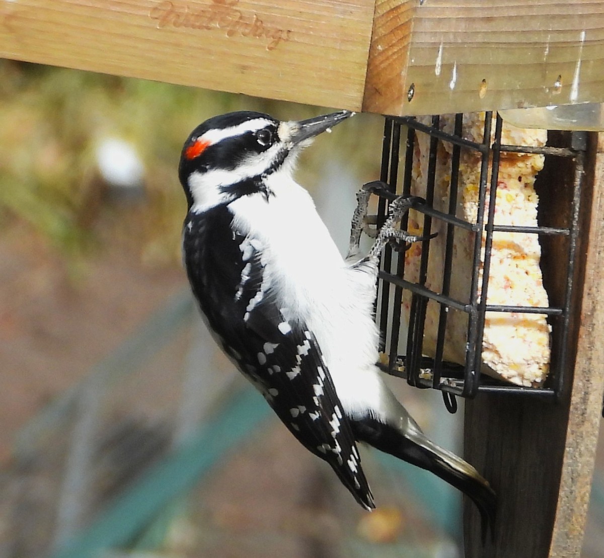 Hairy Woodpecker - ML644053940