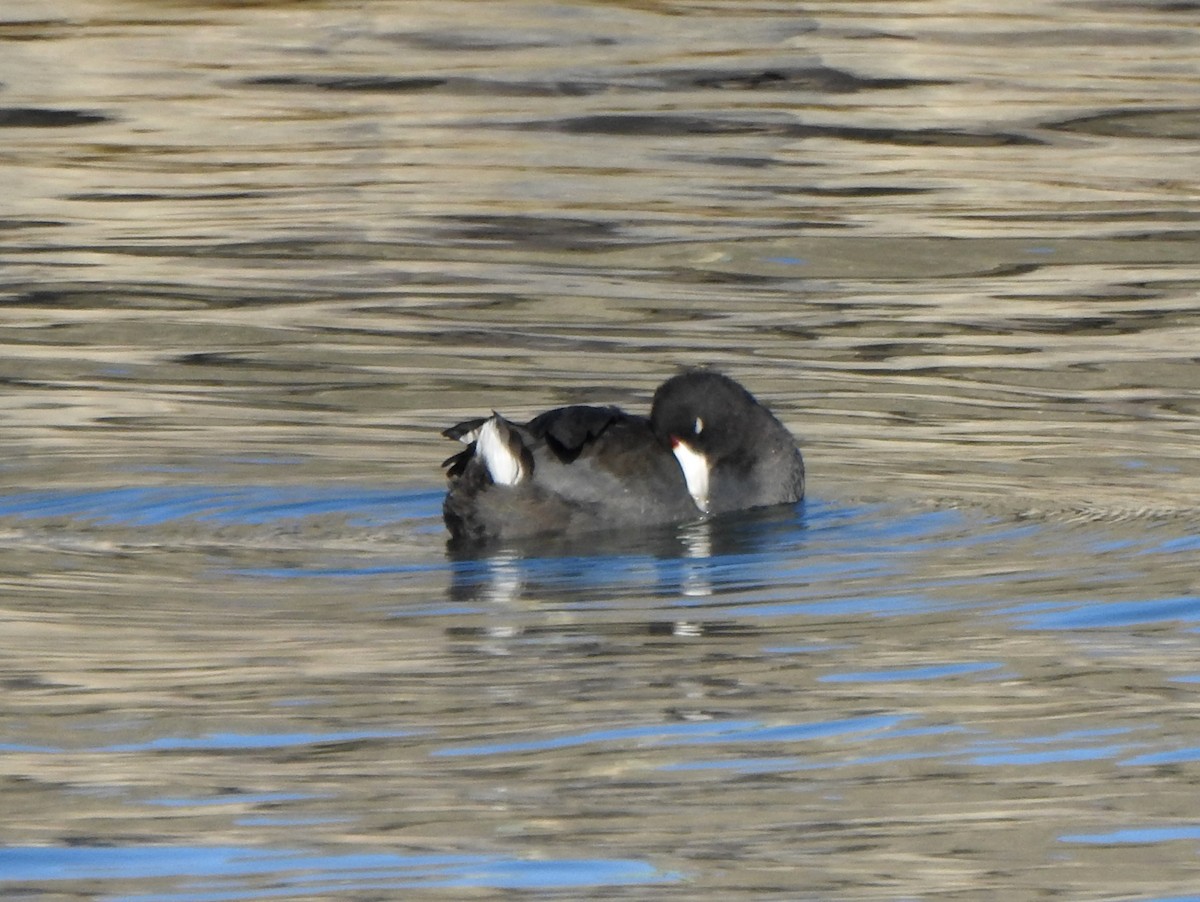 American Coot - ML644053941
