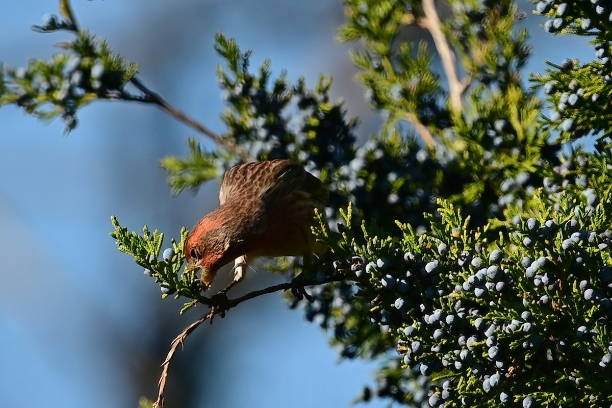 House Finch - ML644053942