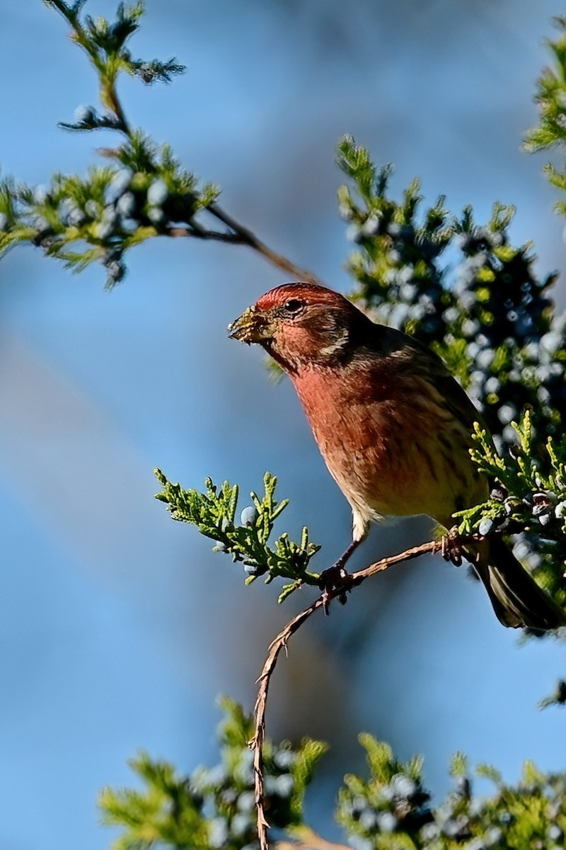 House Finch - ML644053943