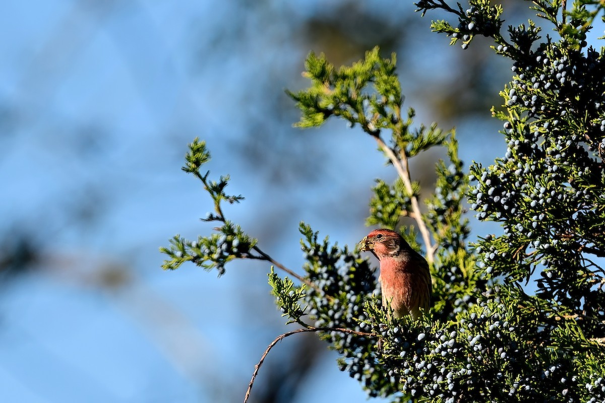 House Finch - ML644053944