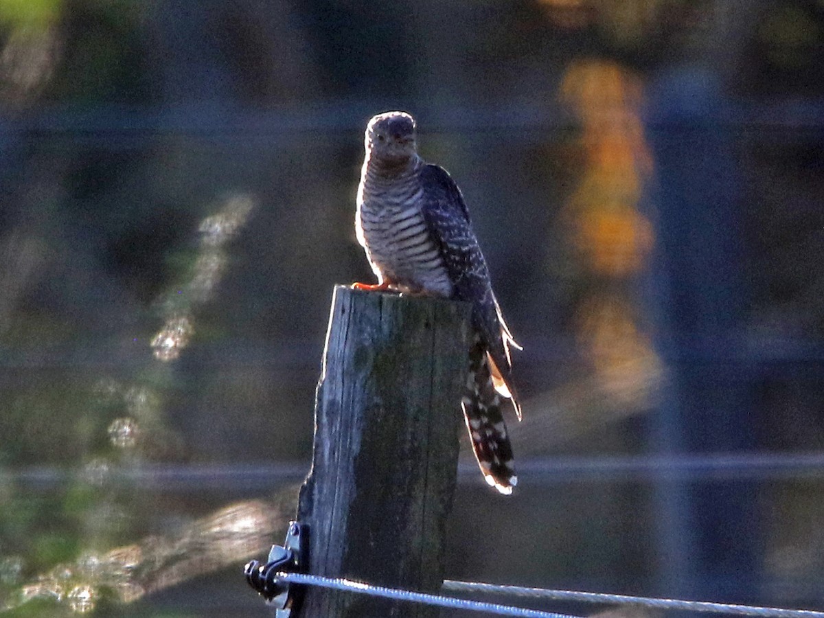 Кукушка - ML644053945