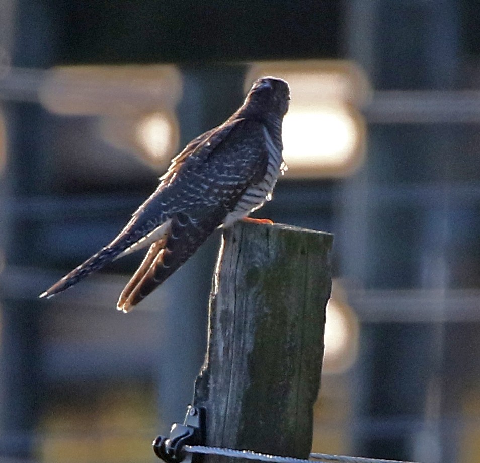 Кукушка - ML644053954