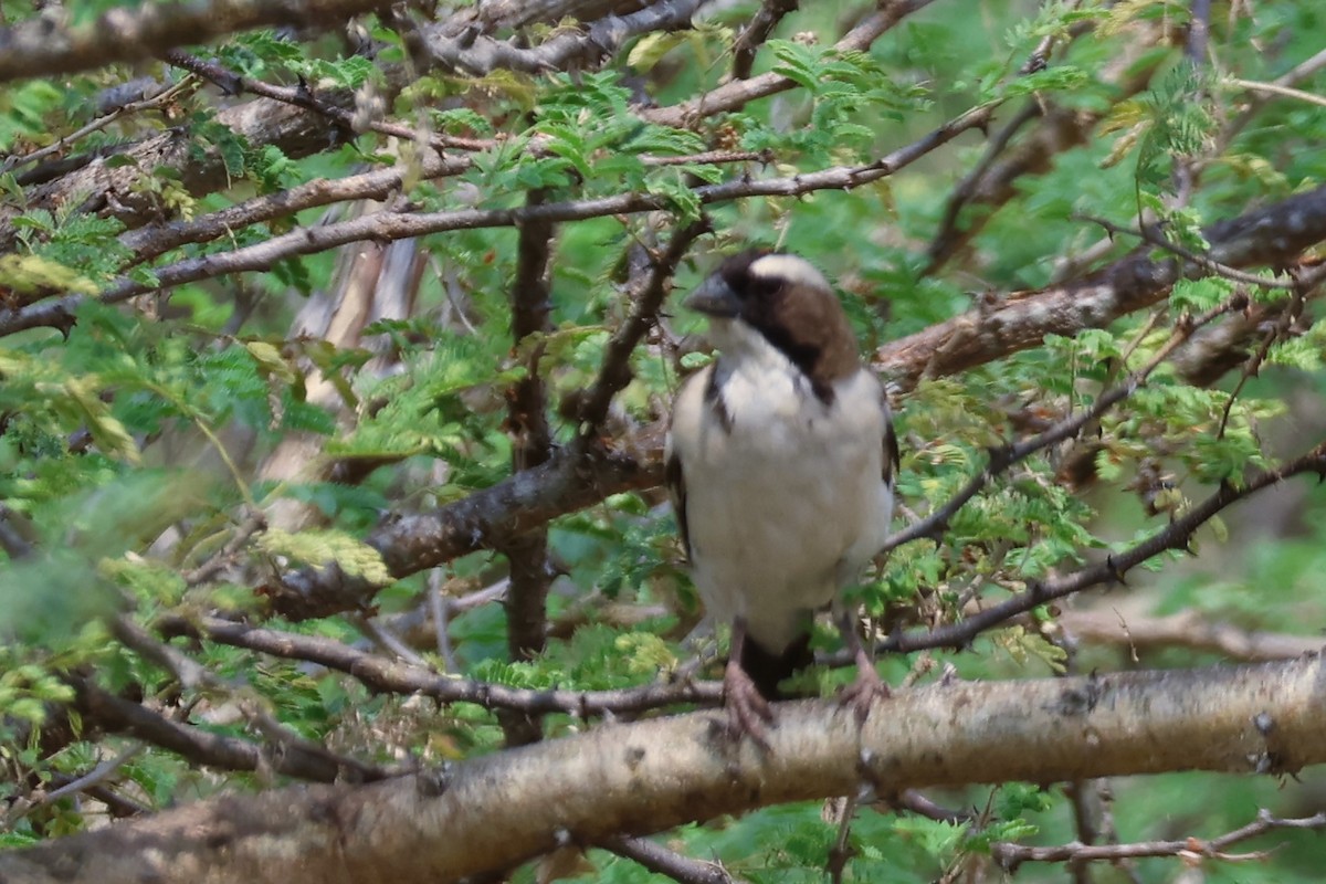 Weißbrauenweber - ML644053958