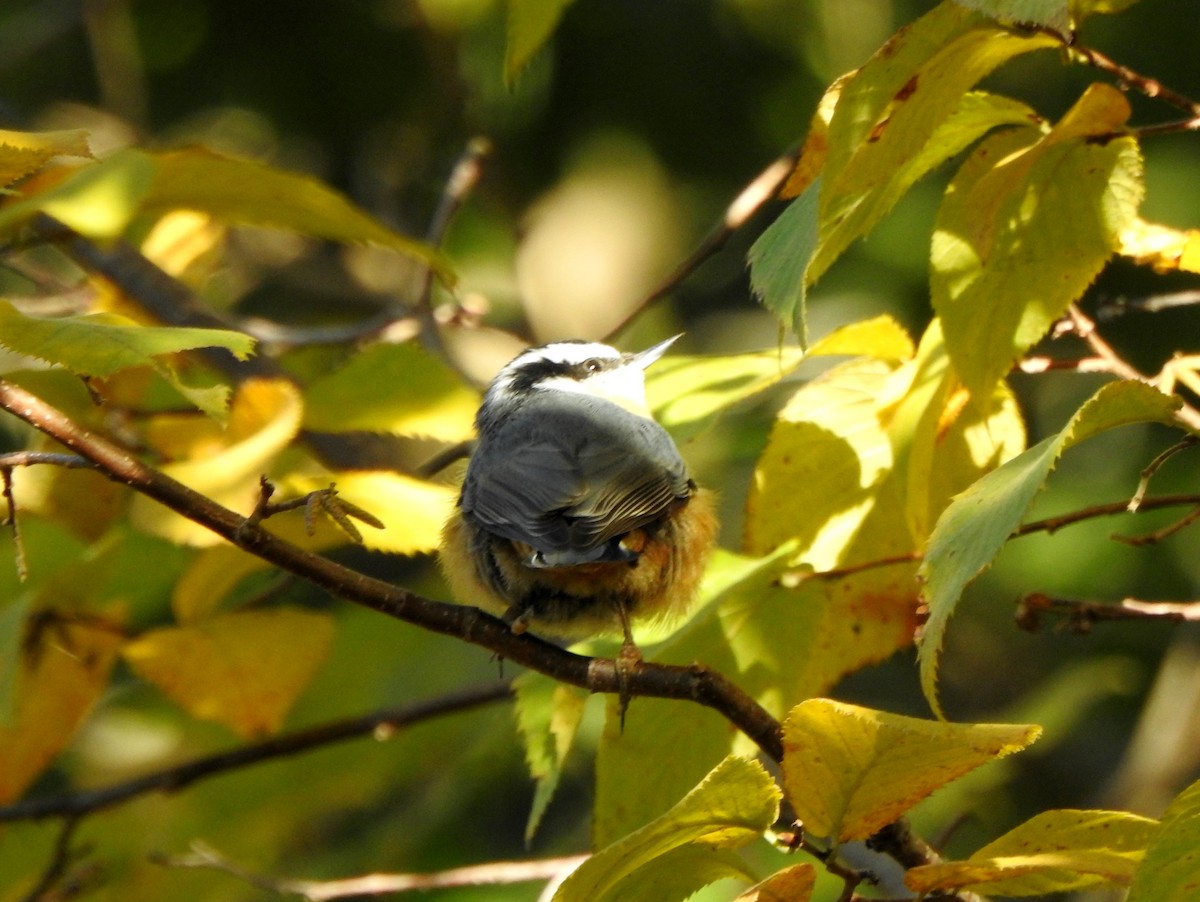 Red-breasted Nuthatch - ML644053961