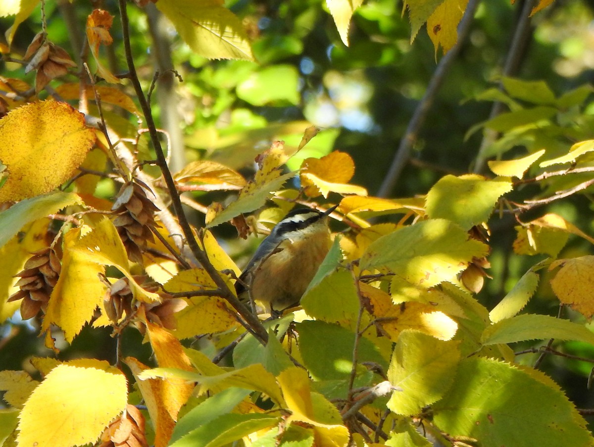 Red-breasted Nuthatch - ML644053966