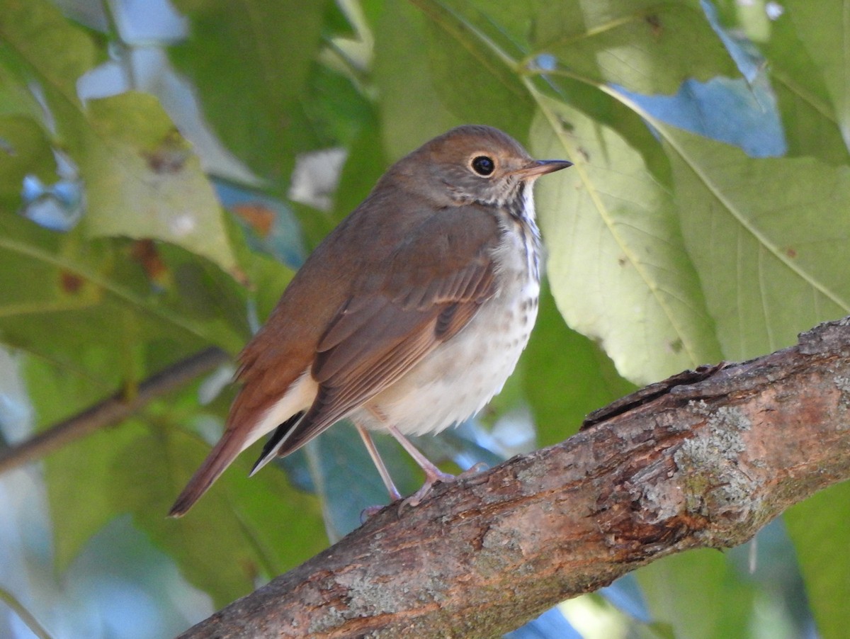 Hermit Thrush - ML644053969