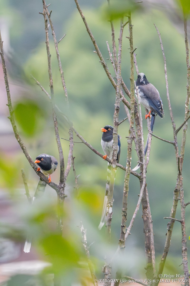 Red-billed Blue-Magpie - ML644053972