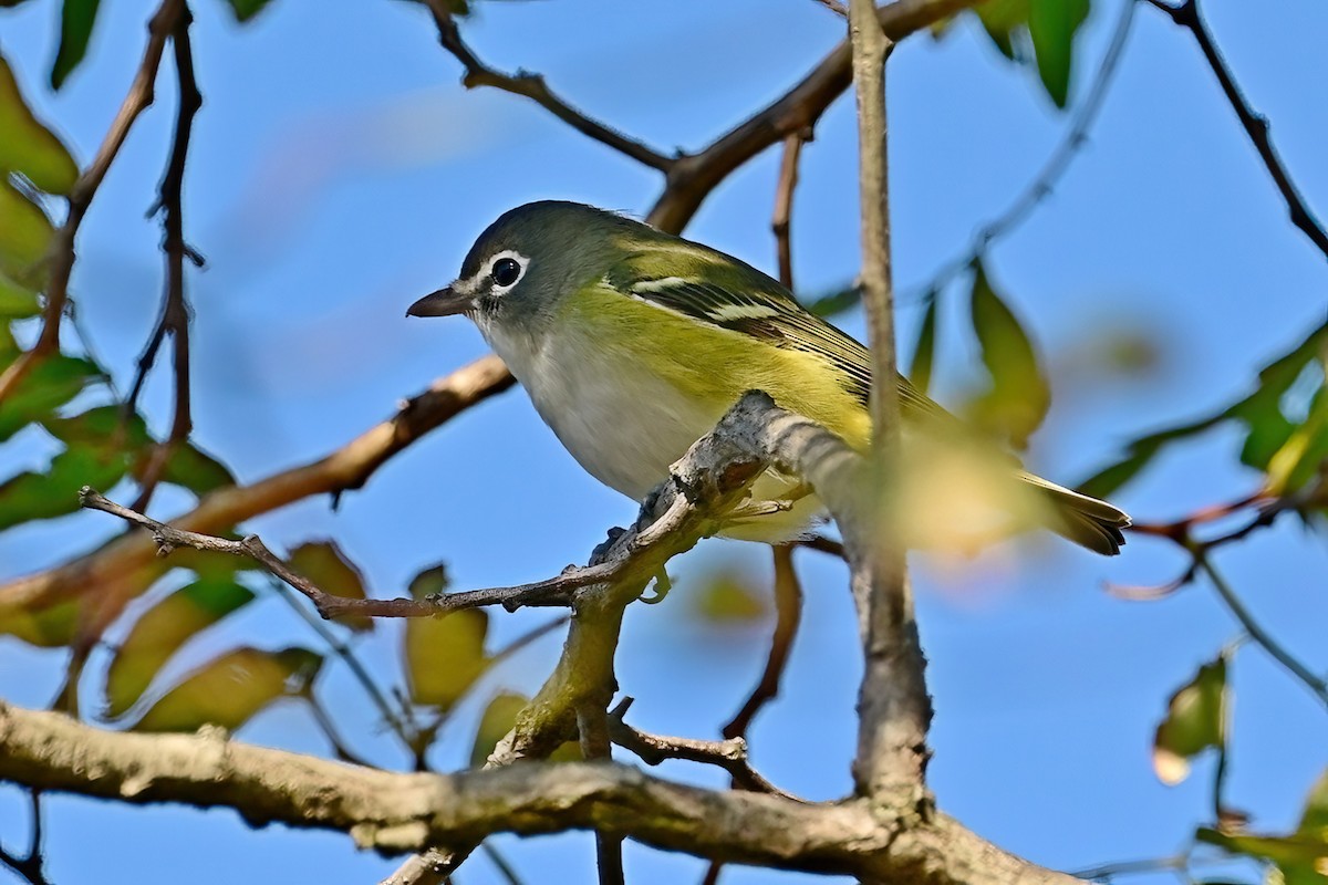 Blue-headed Vireo - ML644053976